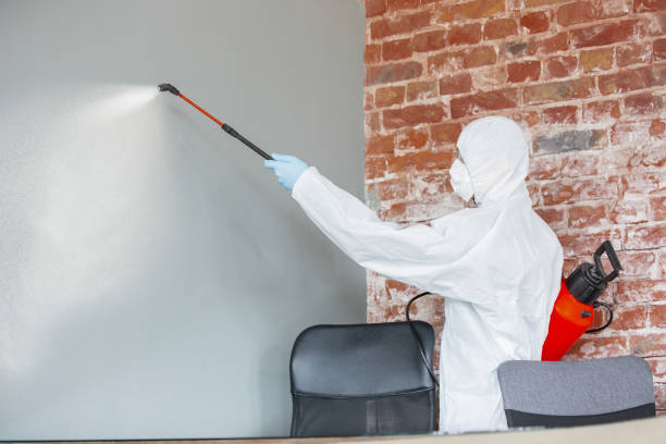 Best Mold Damage Restoration  in Sauk Centre, MN