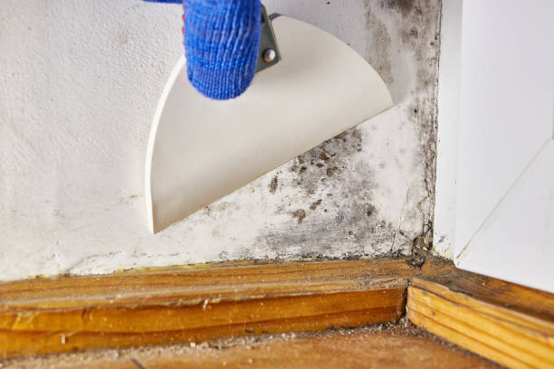Best Mold Documentation for Insurance Claims  in Sauk Centre, MN
