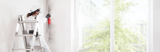 Best Industrial Mold Remediation  in Sauk Centre, MN